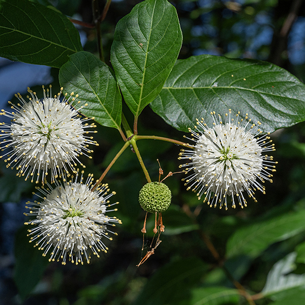 Buttonbush is a shrub with golfball-sized white inflorescences studded with long, protruding styles — distinctive and unmistakable. Flowering stalks produce 1-3 spherical flowerheads 3/4-1.5" across completely covered with 100-200 small white flowers. Individual flowers are small (1/3" long), white, with four (sometimes five) lobes at the apex; stamens are short while the styles are very long (~3/8"), yellow-tipped, and projecting well beyond the corolla. Maturing seedheads are bright red, but turn brown when fully ripe.