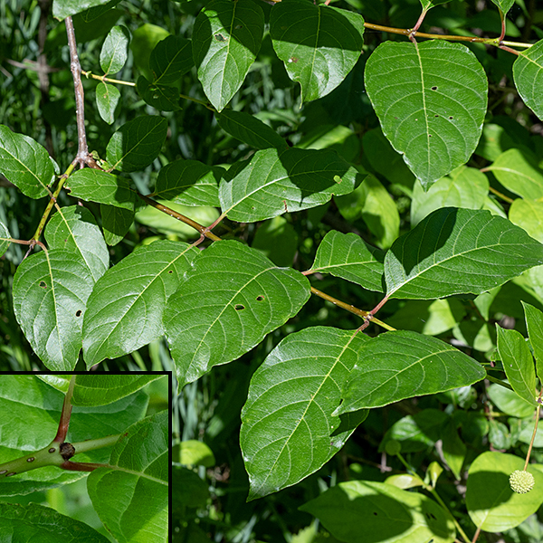 Buttonbush leaves are opposite (rarely in whorls of 3), 2.5- 6" long and 1-2.5" across, elongate ovals with a pointed tip, reddish slender 3/4" long petioles attached to the rounded base of the blade, and a glossy dark green on the upper surface; leaf margins are smooth. Buttonbush has "interpetiolar stipules" (lower left image)— a small, triangular flap of brown tissue that lies between the petioles of the opposite leaves. This character, present in all members of the Rubiaceae (the coffee family), distinguishes buttonbush from all other shrubs in Illinois (and Missouri, by the way).