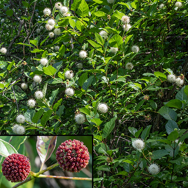 Buttonbush is a shrub with golf ball-sized white inflorescences studded with long, protruding styles — distinctive and unmistakable. Usually 6-12' tall in Jackson Park but may reach ~20'; older stems and branches are woody with scaley bark. Maturing seedheads are bright red (insert), but turn brown when fully ripe.