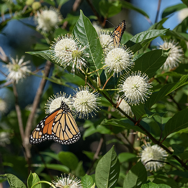 Buttonbush is a shrub with golf ball-sized white inflorescences studded with long, protruding styles — distinctive and unmistakable. Flowering stalks produce 1-3 spherical flowerheads 3/4-1.5" across completely covered with 100-200 small white flowers. Individual flowers are small (1/3" long), white, with 4 (sometimes 5) lobes at the apex; stamens are short while the styles are very long (~3/8"), yellow-tipped, and projecting well beyond the corolla. Maturing seedheads are bright red, but turn brown when fully ripe.