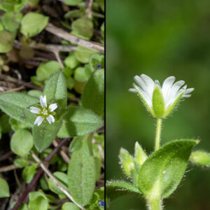 Mouse-ear chickweed has stems up to 1.5' long with long, spreading hairs; the flower stalks and sepals are also covered with fine hairs. The flowers are tiny (<1/4") with five white petals that have deeply notched tips, five sepals as long as the petals, five styles emerging from a green central ovary and ten stamens with yellow anthers. (Other chickweeds have three styles.)
