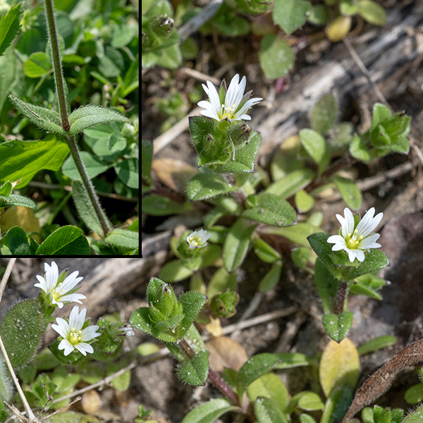 Mouse-ear chickweed has stems up to 1.5' long with long, spreading hairs; the flower stalks and sepals are also covered with fine hairs. The leaves are opposite, 1" long and a third as wide, oval or lance-shaped, sessile, densely hairy, with a prominent central vein.