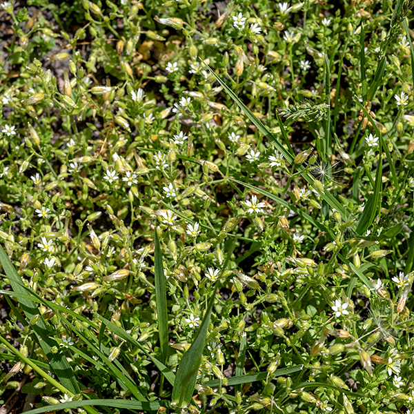 Mouse-ear chickweed has stems up to 1.5' long with long, spreading hairs; the flower stalks and sepals are also covered with fine hairs. The flowers are tiny (