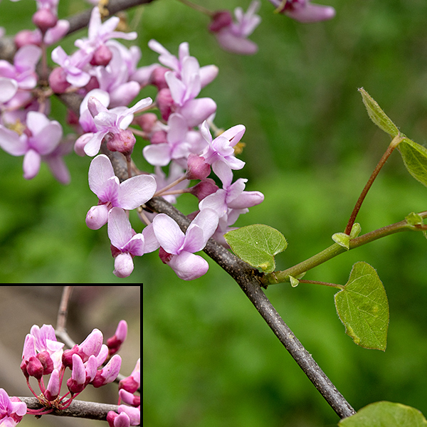 Clusters of 4-8 flowers begin to bloom before the leaves emerge on Eastern redbud; the buds (lower left) are rosy-pink, turning a lighter pink when the flowers open. Individual flowers are about 1/2" long, on pedicels 1/4-1/2" long, pea-like with an upper central petal (the banner), two upper lateral petals (the wings) and two lower petals (usually a darker pink) that form the projecting keel; a short purplish tubular calyx with five blunt teeth lies behind the corolla. The keel encloses ten stamens and a single curved style.