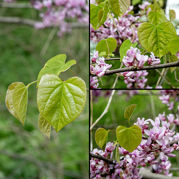 Eastern redbud leaves are alternate, heart-shaped with smooth margins, on pedicles about half as long as the leaf blade.