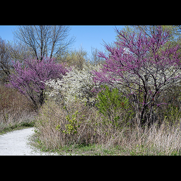 Eastern redbud may manifest as either a bushy plant with multiple woody stems or as a small tree (12-30'). If you see pink, pea-like flowers on a leafless tree, it's Eastern redbud.