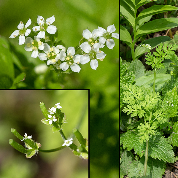Wild chervil upper stems terminate in up to three clusters of 3-7 small, white flowers (right image). Individual flowers (upper left) are tiny (1/8" across), each with five white petals, five stamens, and a cylindrical green ovary bearing a split style; the sepals are highly reduced. After fertilization, both the cylindrical ovary and the flower stalk elongate; mature fruits (lower left) are usually hairless, about 1/4" long, and contain a single seed.