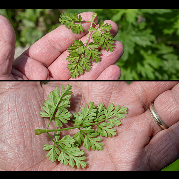 Wild chervil leaves are alternate, mostly basal, with fern-like, lobed, pinnately compound, 4" long and half as wide with leaflets that are cleft to varying degrees but with blunt tips. The leaves are triangular, from short to lance-like, medium green, and variably hairy. Lower leaves have petioles as long as the blades; higher leaves on the stems have short petioles, becoming nearly sessile towards the apex of the stem. The base of each petiole is wrapped in a membranous sheath. The foliage is said to have an unpleasant taste. Be warned — many plants in this group are toxic.