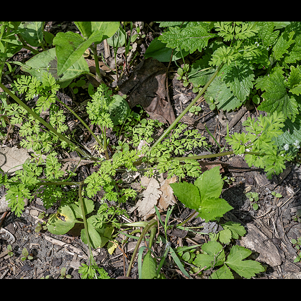 Wild chervil is a relatively small plant, 0.5-1.5' tall. Several flexible branching stems arise from the base of the plant that either lean against adjacent objects or recline on the ground. Stems are shiny, ranging from light green to a purplish green, and are typically hairy in lines along the stem or in tufts at the branch points. The leaves are alternate, mostly basal, with fern-like, lobed, pinnately compound, 4" long and half as wide, with leaflets that are cleft to varying degrees but with blunt tips. The foliage is said to have an unpleasant taste. Be warned — many plants in this group are toxic.