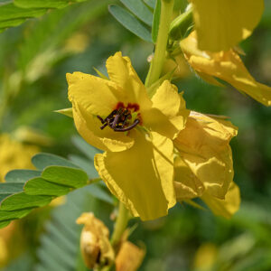 Partridge pea flowers are ~1" across, noticeably asymmetric, with five yellow petals with red blotches at their base; the lowermost petal is about twice the size of the other petals. One of the lateral petals curls around the stamens. There are ten reddish-purple stamens and a single greenish-yellow style (longer than the stamens) that curves upward towards the tip; nine smaller stamens lie on one side of the style and one larger stamen on the other.