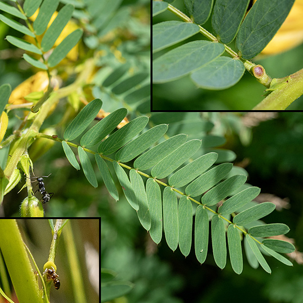 Partridge pea leaves have 5-18 pairs of oblong leaflets, each about twice as long as wide, with a fringe of fine hairs; at the base of the leaf petiole is an elevated, saucer-shaped, reddish extra-floral nectary. (The nectaries attract ants which patrol the plant and remove the eggs and larvae of other insects.)