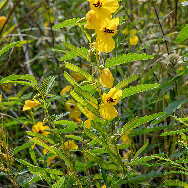 Partridge pea is a short (