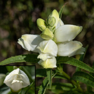 White turtlehead flowers are ~1-1.5" long with a few basal green sepal-like bracts and a green calyx bearing five oval teeth with rounded tips. The cavernous tubular, creamy-white corolla has two large lips — the two-lobed upper lip functions as a hood, while the three-lobed lower lip, "bearded" with wooly hairs, functions as a landing area for pollinators. Inside the corolla is a slim white style that runs along the inside of the upper lobe but turns down sharply at the lip, and five hairy stamens (one of which is green and sterile).