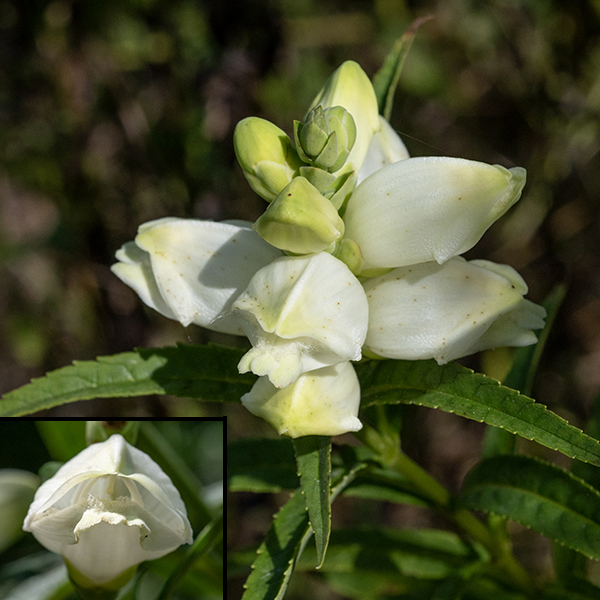 White turtlehead flowers are ~1-1.5" long with a few basal green sepal-like bracts and a green calyx bearing five oval teeth with rounded tips. The cavernous tubular, creamy-white corolla has two large lips — the two-lobed upper lip functions as a hood, while the three-lobed lower lip, "bearded" with wooly hairs, functions as a landing area for pollinators. Inside the corolla is a slim white style that runs along the inside of the upper lobe but turns down sharply at the lip, and five hairy stamens (one of which is green and sterile).