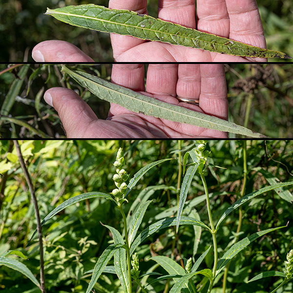 White turtlehead leaves are lance-like, sessile, opposite, usually ~3/4" wide and 3-6" long but may reach 8", shallowly but sharply toothed, each pair rotated 90° from the pairs above and below. The leaves are either sessile or have a short petiole.