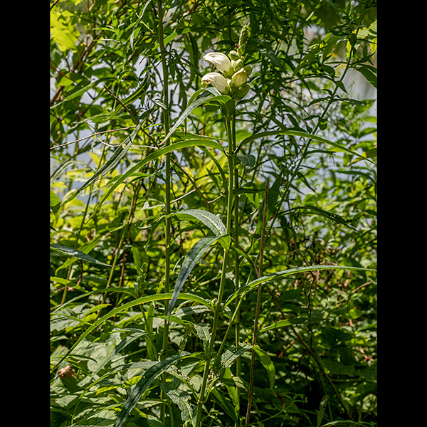 White turtlehead is a largely unbranched plant with a stout stalk ~2-4' tall; leaves are lance-like, sessile, opposite, shallowly but sharply toothed, each pair rotated 90° from the pairs above and below. The leaves are either sessile or have a short petiole. At the apex of the stalk is a showy spike-like cluster of flowers that look like …. turtleheads. White turtlehead usually grows in woodlands and damp habitats.