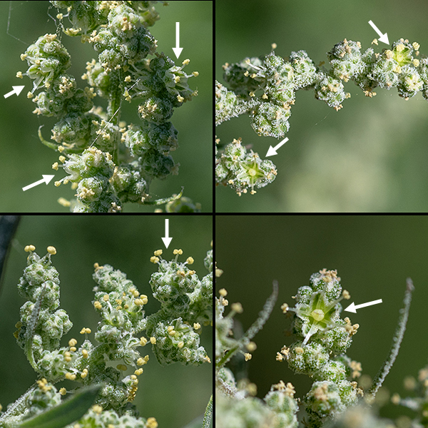 Lamb's quarters produces inconspicuous star-shaped, yellow-green flowers,