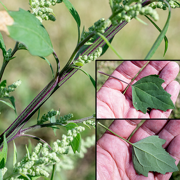 Lamb's quarters is highly variable in size (1-6') depending on growing conditions (and mowing); many surfaces on the plant are covered with distinctive mealy-white grains in varying densities. The stems are often striped purple and green, are grooved, and range from circular to angular and branch occasionally. The leaves are highly variable, ranging from large (4-5" long, 3" across), ovate leaves with irregular margins, shallow lobes, and variably mealy-white undersides, with long, slender petioles (on lower, older leaves) to smaller, narrower leaves with shallow lobes, but with a very pronounced whitish, mealy appearance (on upper, younger leaves).