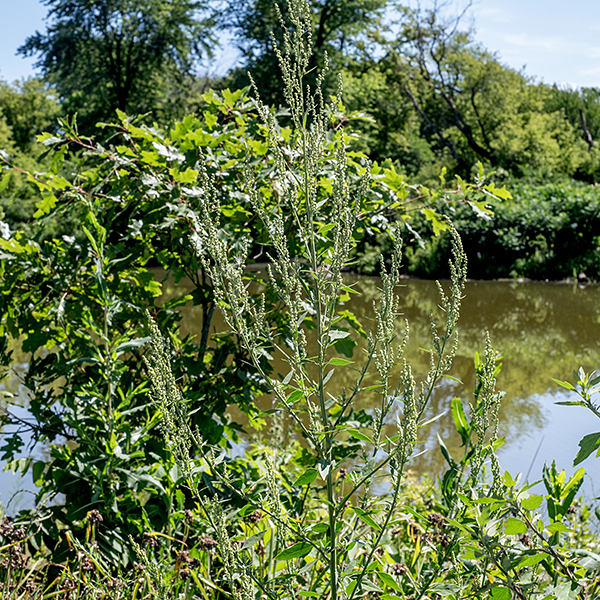 Lamb's quarters is highly variable in size (1-6') depending on growing conditions (and mowing). The stems are often striped purple and green, are grooved, and range from circular to angular and branch occasionally. A single plant is reportedly able to produce 50,000 seeds. Lamb's quarters is usually found in disturbed areas.