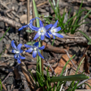 Glory-of-the-snow produces a flower stalk 6-12" tall, topped by a one-sided raceme of 4-10 upward-facing flowers. Individual flowers are 1/2-3/4" wide and have six pastel violet-blue tepals with white bases; the bases of the stamens are flattened and form a palisade around the middle of the flower. ITIS shows Chionodoxa forbesii as the accepted name; World Flora Online accepts Scilla forbesii.