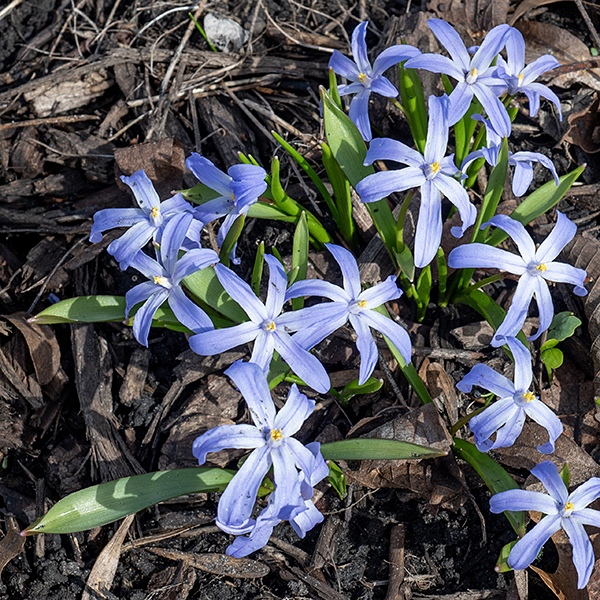 Glory-of-the-snow produces 2-3 basal leaves that are bright green, narrow, and rolled at the tip to produce a point. Most nurseries emphasize that this plant is deer and rabbit resistant, which I take to mean that it is either noxious or toxic. ITIS shows Chionodoxa forbesii as the accepted name; World Flora Online accepts Scilla forbesii.