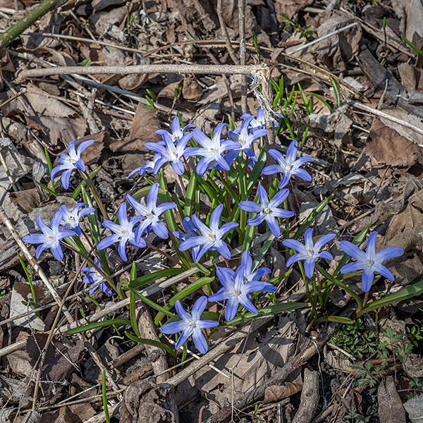 Glory-of-the-snow is native to the mountains of south-western Turkey. Most nurseries emphasize that this plant is deer and rabbit resistant, which I take to mean that it is either noxious or toxic. ITIS shows Chionodoxa forbesii as the accepted name; World Flora Online accepts Scilla forbesii.