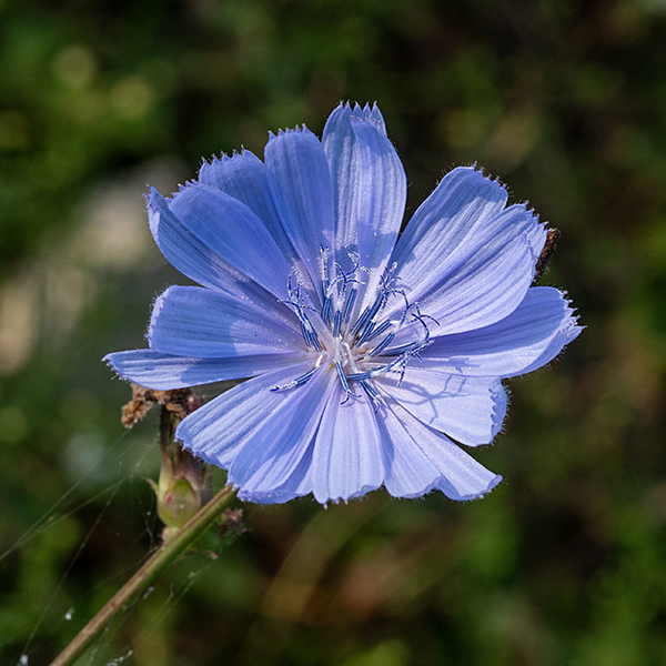 Chicory flowerheads are an unmistakable clear blue, 1-1.5" across, sessile or on very short stalks, with 10-20 (typically 17) blue ray florets with five tiny teeth at their tips; there are no disc florets. Two series of small bracts covered with glandular hairs cup the base of the flowerhead. In the center of the flowerhead are spike-like, deep-blue stamens (one for each ray floret) fused around a style, each style with a light blue, bifurcated stigma. The flowerheads open in the morning but usually close later in the day.