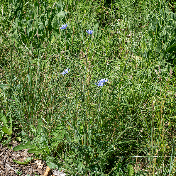 Chicory is usually 1.5-3' tall with slender, stiff stems. The flowerheads are an unmistakable clear blue, 1-1.5" across. The flowerheads open in the morning but usually close later in the day. The root (after roasting) has been used as a coffee substitute.