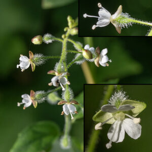 Enchanter's nightshade produces a raceme of scattered white flowers, 1/8-1/4" across; the flowers have two (deeply notched but otherwise quite pedestrian) white petals, two green sepals at 90° to the petals, two stamens, and a single slender style.  At the base of the flower (behind the sepals) is an egg shaped, swollen green ovary; the ovary and the pedicels of the flowers are covered with long, hooked, white hairs. The fruit is a teardrop-shaped, bur-like remnant of the ovary; it contains two seeds. There is no other local plant that could be confused with this species.