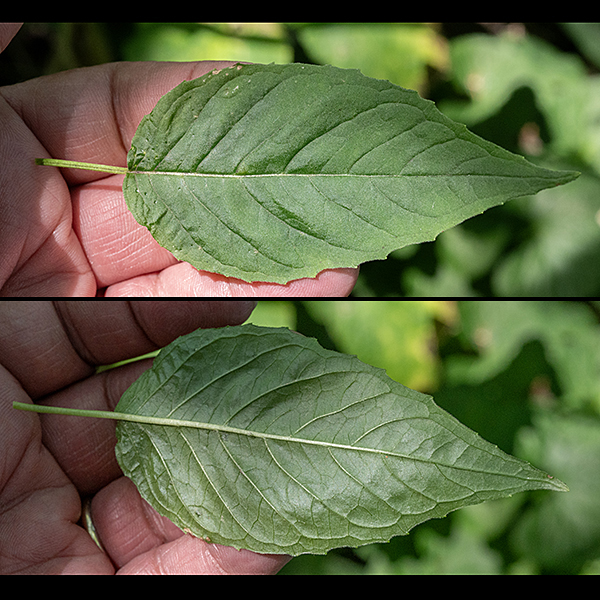 Enchanter's nightshade leaves are opposite, oval with a pointed tip, pinnately veined, with the veins curving over before reaching the margins of the leaf. There are short, sparse teeth on the leaf margins; the petioles are slender, one-third the length of the leaf.