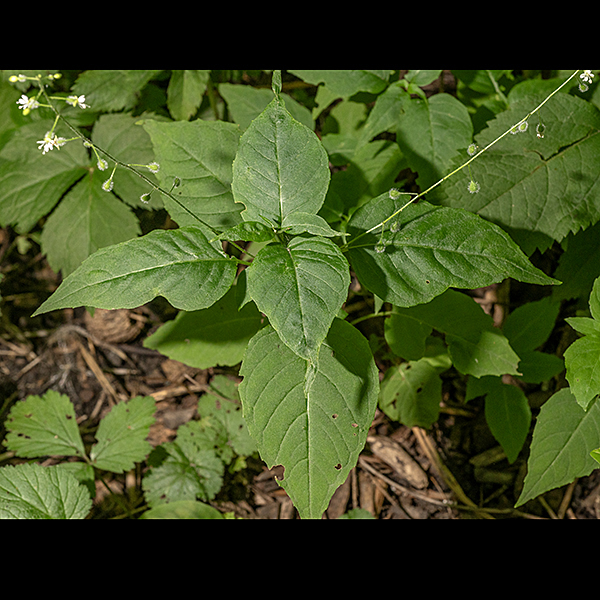 Enchanter's nightshade is a short (