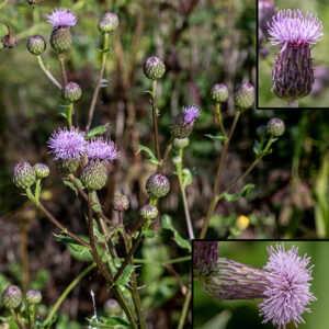 "Canada thistle" is a calumny on poor Canada; this homely plant is native to Eurasia, not our northern neighbor. Flowerheads of Canada thistle are much smaller (1/2-3/4" across) than those of bull or field thistle and often occur in clusters on the plant. The involucre is goblet- rather than vase-shaped, covered by closely appressed green to purplish phyllaries, that have short, sharp, brown tips but no spines; there are only tubular disk florets with five thread-like, 1/4" long apical lobes, pink or pale lavender (rarely white) in color.