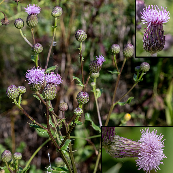 "Canada thistle" is a calumny on poor Canada; this homely plant is native to Eurasia, not our northern neighbor. Flowerheads of Canada thistle are much smaller (1/2-3/4" across) than those of bull or field thistle and often occur in clusters on the plant. The involucre is goblet- rather than vase-shaped, covered by closely appressed green to purplish phyllaries, that have short, sharp, brown tips but no spines; there are only tubular disk florets with five thread-like, 1/4" long apical lobes, pink or pale lavender (rarely white) in color.