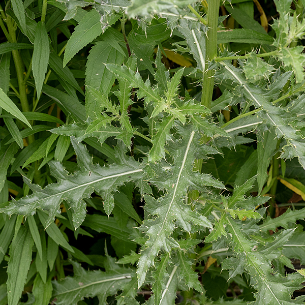 Canada thistle is short (1-3') with ridged, light green stems that usually lack spines. Leaves are alternate, either sessile or clasping the stem; they can be 8" long and 1" wide, but more usually are less than half that size. The leaves are heavily lobed — they appear dentate or almost pinnate — with undulate or crinkly margins and lots of pale yellow spines; the underside is green or gray.