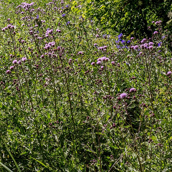 "Canada thistle" is a calumny on poor Canada; this homely plant is native to Eurasia, not to our northern neighbor. This thistle is short (1-3') with ridged, light green stems that usually lack spines. This is a highly aggressive species that tends to take over if not actively suppressed. Can be distinguished from other local thistles by its paler color, much smaller flowerheads in clusters, and lack of spines on the flowerhead.