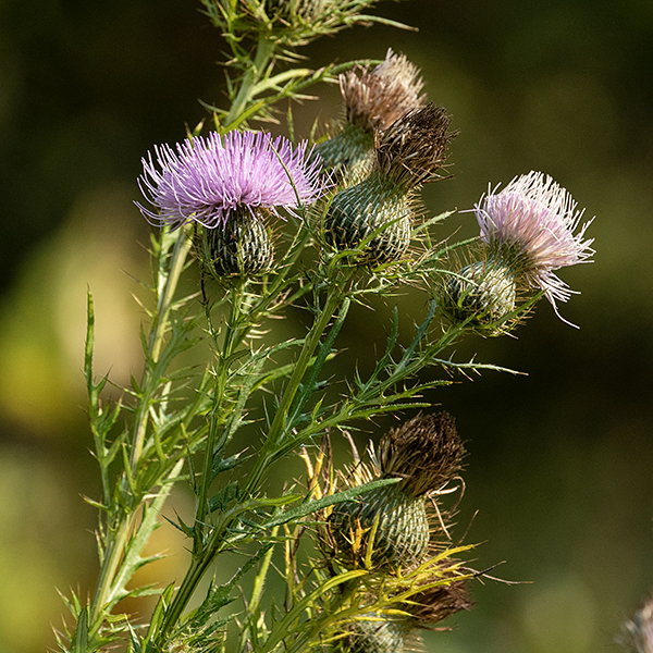 Field thistle is a native weedy plant often found in disturbed areas, up to 8' tall, but usually much shorter. Flowerheads occur on the tips of branches, are light pink, and about 2" across. The base (involucre) of the flowerhead is vase-shaped and covered with multiple series of closely appressed, overlapping phyllaries/bracts (often said to look like fish scales). Each bract has a  a medial white line and a single, sharp, 1/4" long  golden spine at the tip. Below the involucre are a few slender bracts that look like miniature versions of the stem leaves; these bracts curve upwards around the flowerhead.