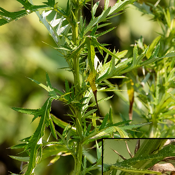 Field thistle stems are light green and covered with white hairs, but lack spines (unlike C. vulgare). The leaves are up to 9" long, about 3x longer than wide, lance-shaped, pinnately lobed, and very spiny along the margins and lobe tips; the undersides are powdery white from numerous short, white, felt-like hairs. Field thistle can be distinguished from bull thistle by the white (not pale green) undersides of its leaves, the appressed (not spreading) phyllaries with slender, golden (not stout) spines around the involucre, the leaf-like miniature bracts immediately below the involucre, and the lack of spines on the stem.