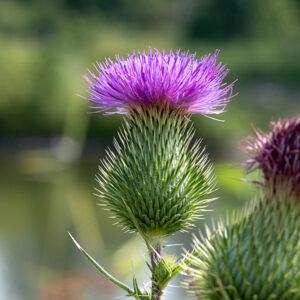 The base (involucre) of the 1.5-2" wide flowerhead of bull thistle is vase-shaped and covered with numerous series of imbricated, spreading phyllaries/bracts that taper into stiff, sharp points. The upper portion of the flowerhead consists of numerous pinkish-purple to purple tubular disk florets that split apically into five thread-like lobes and a single protruding style. This is the only North American thistle with spines (albeit, short) on the upper surface of the leaves and one of the few with spreading, spiny bracts at the base of the flowerhead; native thistles lack spines on the stems.