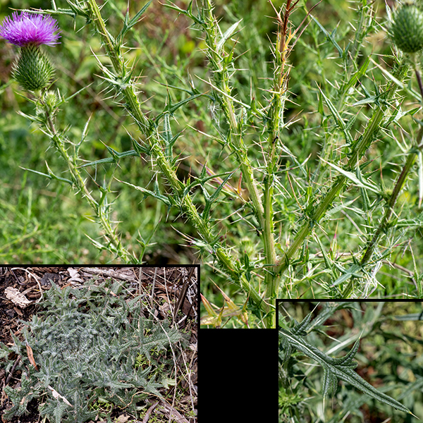 In its first year, bull thistle plants produce only a basal whorl of spiny leaves; in its second year, the plant produces spiny, very hairy stems, branched in the upper portions, that reach 3-6' tall with flowerheads at the branch tips. The leaves are alternate, up to 7" long and 2" wide, lance-shaped, narrowly lobed, with bold, yellowish spines at the lobe tips; the upper surface of the leaf is dark green, covered with short white hairs, and armed with small, bristle-like spines. The undersides of the leaves are light green. Note the wavy strip of spiny tissue running down the stem from the bases of the leaves and petioles — a diagnostic character.