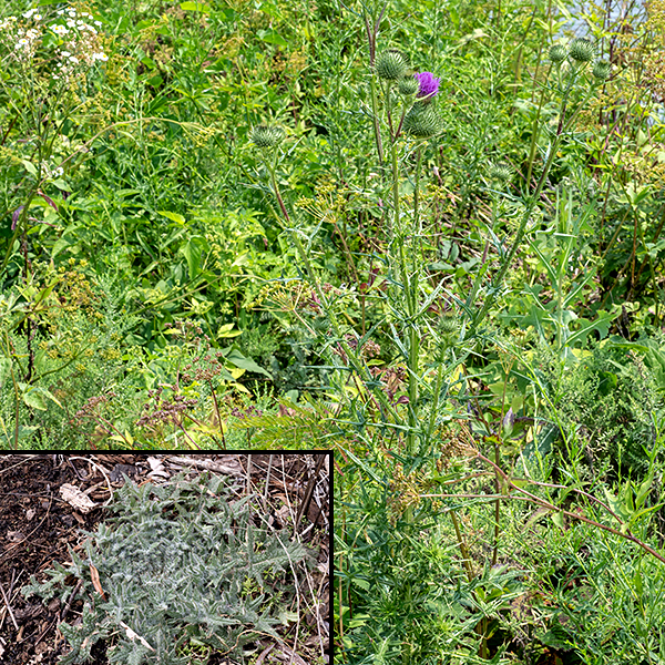 In its first year, bull thistle plants produce only a basal whorl of spiny leaves; in its second year, the plant produces spiny, very hairy stems, branched in the upper portions, that reach 3-6' tall with flowerheads at the branch tips. This is the only North American thistle with spines (albeit, short) on the upper surface of the leaves and one of the few with spreading, spiny bracts at the base of the flowerhead; native thistles lack spines on the stems. The extension of the wings of the leaf bases into wings along the stem easily distinguishes bull thistle from field thistle (C. discolor), where the stems lack wings.