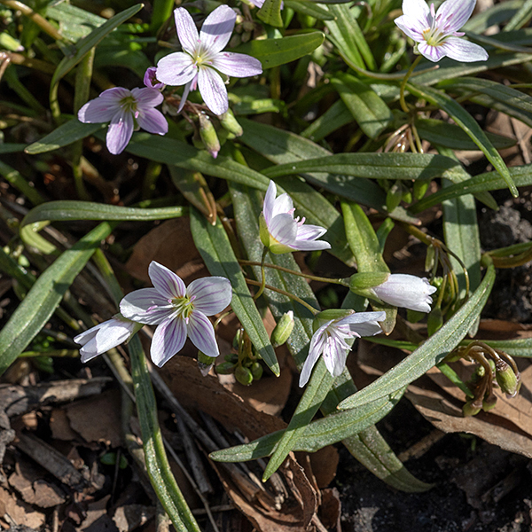 Spring beauty's basal and stem leaves are lance-shaped, sharply pointed, 2-5" long and about 1/4" wide, somewhat fleshy, with smooth margins; only a single (midline) vein is apparent. Most of the leaves are basal and have petioles; there is only a single, opposite pair of stem leaves which are sessile on the stem.