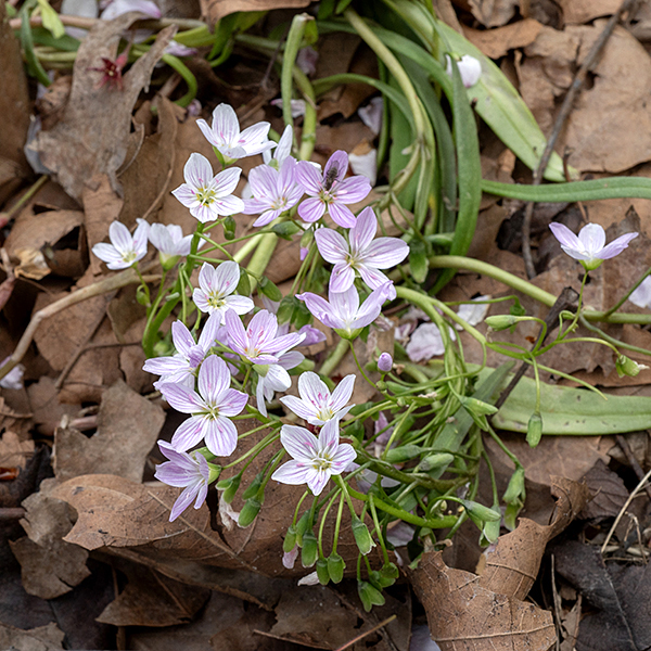 Spring beauty is a short (3-6" high) spring ephemeral from woodland habitats. Flowers occur in a cluster of 2-10 at the tip of the stems. The fruit is a three-part, egg-shaped capsule nestled between the two sepals. Each capsule contains 1-6 shiny, black seeds which have a coating that attracts ants; the ants disperse the seeds.