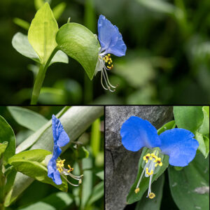 Asiatic dayflower flowers are 0.5-1" across; they have two thin, blue upper petals and a single, lower, translucent white petal with three lobes. There are 5-6 long stamens with yellow anthers highlighted by a central dot of maroon; the upper three stamens are sterile and probably only serve as an advertisement, while the lower two bear larger anthers with viable pollen. A single long style lies below the stamens. Below and behind the flower is a leaf-like bract (spathe) 1-2" long that is open to its base and embraces the flower like a hammock.