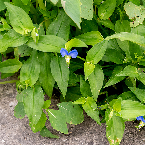 Asiatic dayflower leaves are 5" long and 2" across, lance- or heart- shaped with smooth margins, sessile or clasping, parallel-veined, with a 1" long membranous sheath that encircles the stem. Asiatic dayflower is very similar to slender dayflower (C. erecta) but the spathe of Asiatic dayflower has a smoothly curved margin near the pedicle while the spathe of slender dayflower has a distinct "elbow" in the curve.