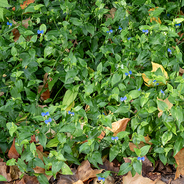 Asiatic dayflower (aka, common dayflower) is a low, sprawling plant 1-3' long with hairless stems and leaves.