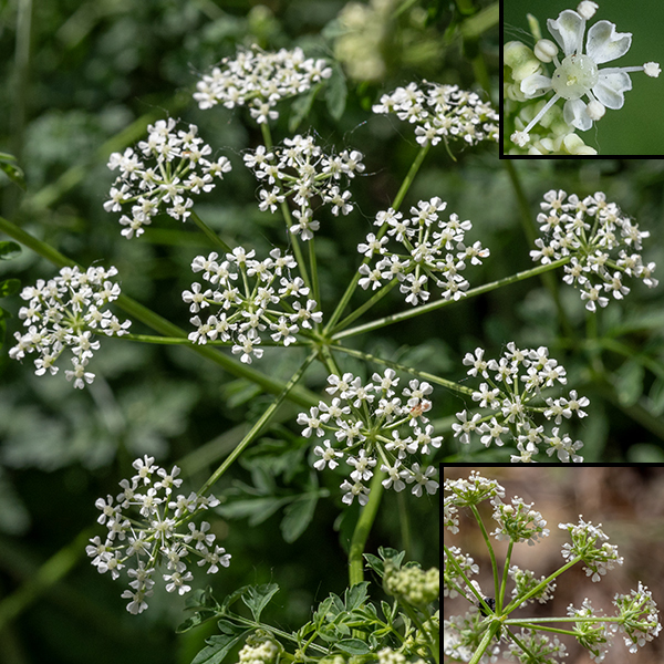 Upper stems of poison hemlock bear compound umbels 2-5" wide of tiny (1/8") white flowers with five spoon-shaped petals (one often larger than the others), usually with a longitudinal fold and notched; below the umbels are oval bracts with elongate tips, not divided like the leaves.