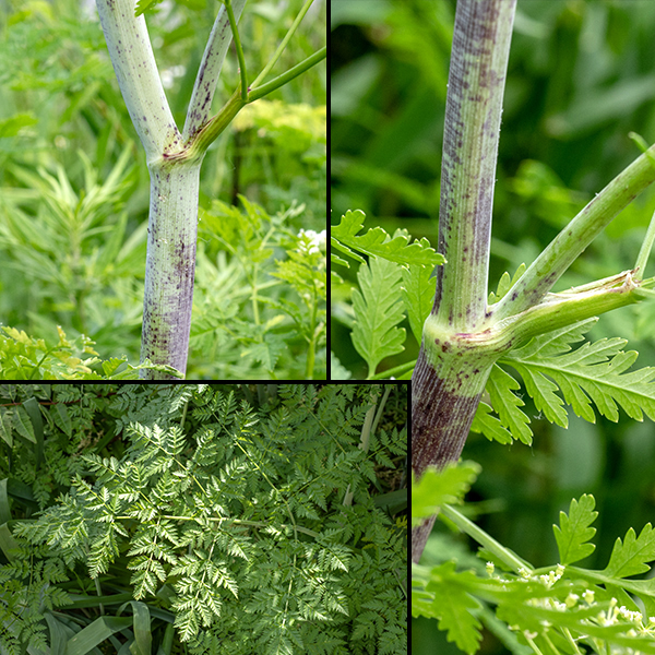 Poison hemlock stems are round in section, smooth, green with purple spots, and covered with a whitish waxy coating. The leaves are up to 18" long and 12" wide, double or triple pinnately compound, with petioles covered by a sheath basally; visually, they appear fern-like.