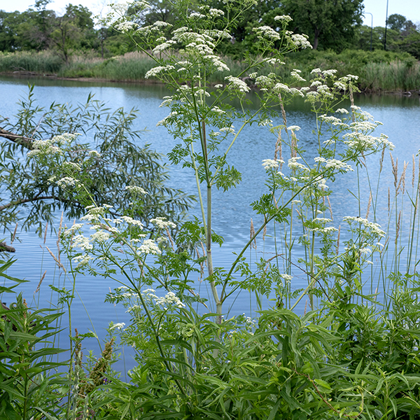 A poison hemlock plant can grow to 3-7' tall. The stems are round in section, smooth, green with purple spots, and covered with a whitish waxy coating. The leaves are up to 18" long and 12" wide, double or triple pinnately compound. Upper stems of poison hemlock bear compound umbels 2-5" wide of tiny (1/8") white flowers. This plant is the real thing, used in the execution of Socrates — all parts contain a variety of alkaloids and are extremely toxic, even in small quantities! It is possible to confuse poison hemlock with some superficially similar plants, e.g., Queen Anne's lace (Daucus carota), giant hogweed (Heracleum mantegazzianum), and cow parsnip (Heracleum sphondylium).  However, both Heracleum sp. have very large leaves that are not at all fernlike. Queen Anne's lace has leaves similar to poison hemlock but is a smaller plant (3' vs up to 7'), has uniform green stems (without poison hemlock's purple spots), and has triply-forked bracts under the umbels (rather than undivided bracts).