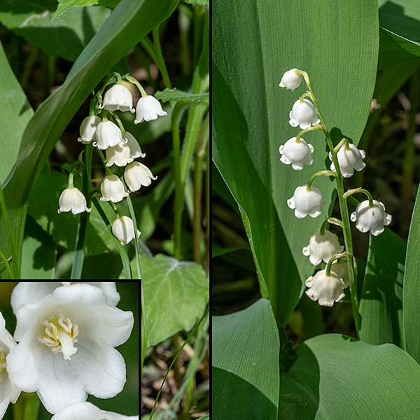 Lily-of-the-valley's raceme bears 6-14 bell-shaped, 8 mm long (and wide), white flowers on one side of the stalk; it often nods at its tip. Individual flowers are bell-shaped with six recurved, pointed lobes around the mouth, white to light green, with six stamens and a single style with a three-lobed stigma hidden inside. The corolla is pendant, dangling from the raceme by 1/2" long, flexible pedicels that have light green, narrow bracts about as long as the flowers at their base.