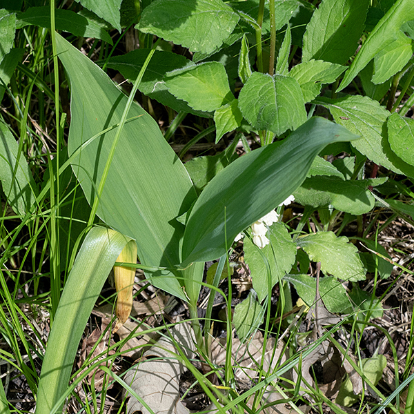 Lily-of-the-valley produces a pair (rarely three) of leaves; they are 5-10" long and 3-5" across, usually near-vertical but may lean to various degrees. The leaves are oval to elliptical with smooth margins, deep green on both faces, with parallel veins and a short (1.5-3") petiole that wraps around a stubby stem that lies partially underground; the leaves are opposite.
